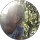 Community member