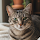 Ed the Cat's profile photo