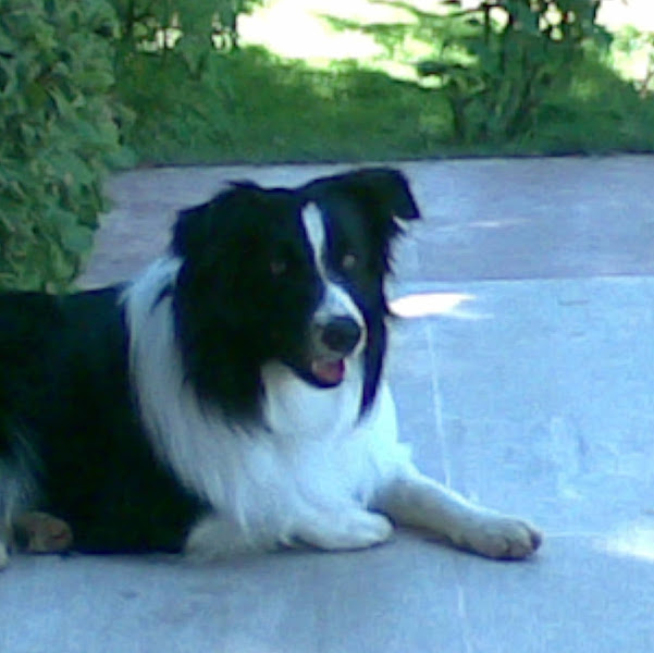 Ceren petshop foto 7