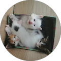 Avatar de Pyrène.i