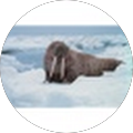 Avatar de François.e
