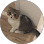 Farah