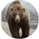 Texas Bear1963's profile image