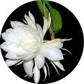 ROSHNY JOSE