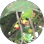 Jambu Air