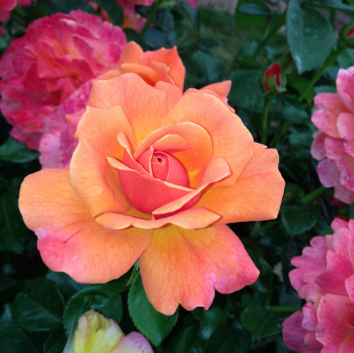 Review from Chloe Kilburg on [object Object]