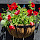 John and Miep Carstensen's profile photo