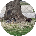 Marietta Myers