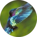 Avis de colibri.l avec une note de 5 sur 5