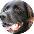 Hundebande - Herzberg (Elster)