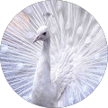 Avatar de pensiero.