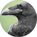 Avis de Corvus.o avec une note de 5 sur 5