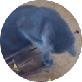 Noah's Ark Pets & Supplies Ltd - Morinville, Alberta