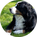 Leine los! Hundeschule & Shop -Angela Wahner - Bornheim