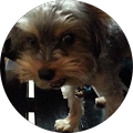 pipo li