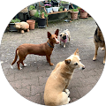 Landgasthof-Hotel zur Linde. - Weilrod