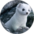 Avis de Ermine.o avec une note de 5 sur 5