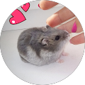 Hamster Life