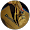 Darini