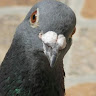 Photo of Un Vrai Pigeon