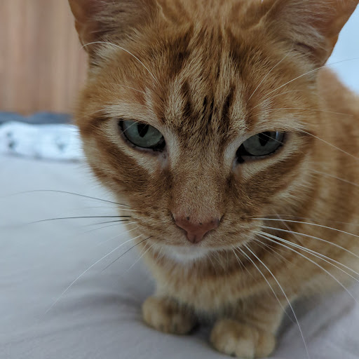 Isidoro El Gato
