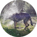 zooplus Austria GmbH - 