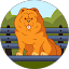 チャウチャウ（チャウチャウ）