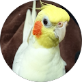 草ヨモギ
