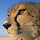 johan....@gmail.com's profile photo
