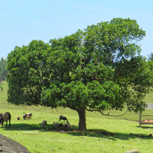 Psicóloga Jardim Paulista 𝚿 Roseli Corrêa 𝚿 | CRP – 06/143047 — foto 4