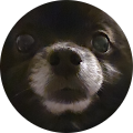 Community member