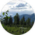 String Essence - Wasilla, Alaska
