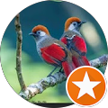 Avatar de Oropendola.