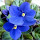 elizabeth / daphnis's profile photo