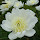 Charlotte AILLET's profile photo