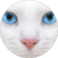 Jolie