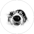 Avatar de Allain.i