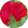 Avatar de Zohra.
