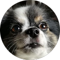 Avatar de GELOS.D