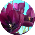 Advisory Associates - Bohemia, New York