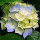 Treehugger's profile photo