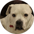Community member
