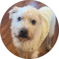 WizKid Tutoring: Math/Science/Computers/English/Spanish/French - Woodland Hills, California