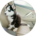 Chloe Husky
