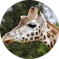 Starbeam Event Planners - Schaumburg, Illinois
