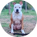 Avatar de SCHREMER.e