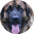 Avatar de Léon.E
