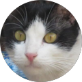 review Cat Cat