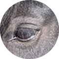 Avatar de Caroline.i