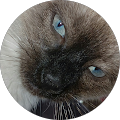 Avatar de Morgane.h